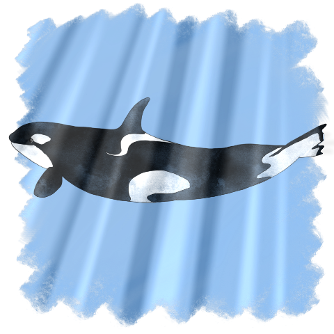 orca